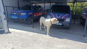 Köpeğine Otomobil Çektiren Kişiye Cezasını Aldı