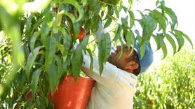 Lapseki Şeftalisinde İhracat Hedefi 70 Ton