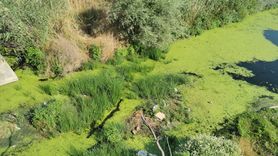 Lüleburgaz Deresi'nde Yosun Sorunu