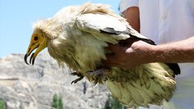 Malatya'da Yaralı Beyaz Akbaba Tedavi Ediliyor