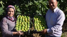 Manisa'da Yediveren İnciri Hasadı Başladı