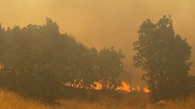 Mardin'deki Orman Yangını Kontrol Altına Alındı
