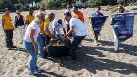 Mersin'de Uydu Takipli Yeşil Deniz Kaplumbağası Denize Bırakıldı
