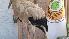 Mersin'de Yaralı Leylek Koruma Altına Alındı