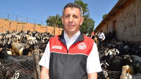 Muş'ta Küçükbaş Hayvan Aşılama Çalışmaları Başladı