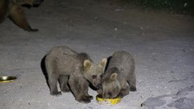 Nemrut Kalderası'ndaki Bozayılar İlgi Odağı
