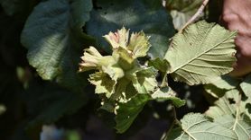 Ordu'da Fındık Hasadı Başlıyor