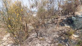 Samandağ'da Makilik Alanda Yangın Kontrol Altına Alındı