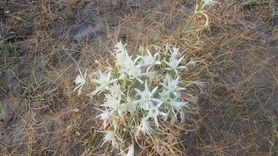 Samsun'daki Kum Zambakları Sahili Beyaza Bürüdü