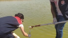 Şırnak'ta Balık Ölümleri İçin İnceleme Başlatıldı