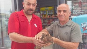 Şırnak'ta Yaralı Kızıl Şahinler Kurtarıldı