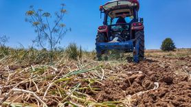 Taşköprü Sarımsağında Hasat Zamanı