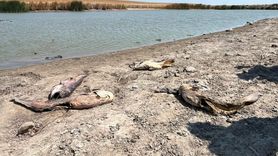 Tekirdağ'daki Gölet Kuraklıkla Mücadele Ediyor