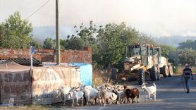 Tekirdağ'daki Orman Yangını Çanakkale'ye Sıçradı