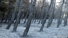 Tekirdağ'daki Orman Yangını Kısmen Kontrol Altına Alındı