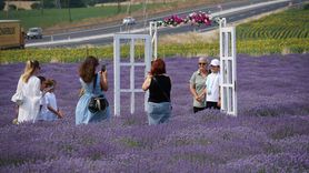 Tekirdağ'ın Lavanta Tarlaları Turizm Cenneti