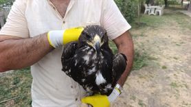 Tunceli'de Koruma Altına Alınan Kaya Kartalı