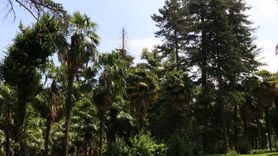 Türkiye'nin İlk Arboretumu: Atatürk Arboretumu
