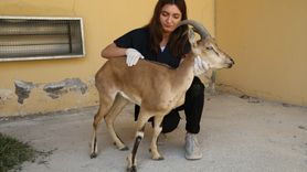 Van'da Yaralı Yaban Keçisi Yavrusu Tedavi Ediliyor