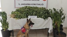 Yalova'da Ormanlık Alanda Yasa Dışı Hint Keneviri Üretimi