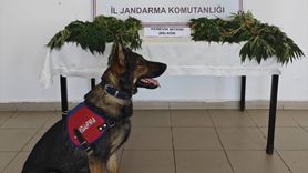 Yalova'da Yasa Dışı Kenevir Ekimi, Zanlı Tutuklandı