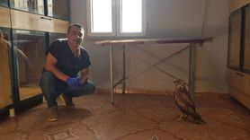 Yaralı Kızıl Şahin Veterinerin Yeni Arkadaşı Oldu