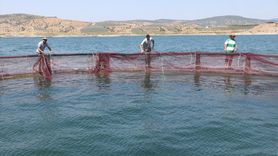 Yozgat'ta Türk Somonu ve Alabalık İhracatı