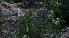 Adana'da Uçuruma Yuvarlanan Araçta İki Kişi Hayatını Kaybetti