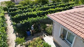 Ahıska Türkü Çiftin Üzüm Serüveni