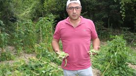 Amasya'da Ayıların Fasulye Bahçesine Zarar Vermesi