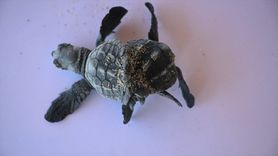 Antalya'da Nadir Bir Keşif: Siyam İkizi Caretta Caretta