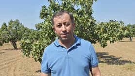 Aydın'da İlk Kuru İncir Sezonu Başladı