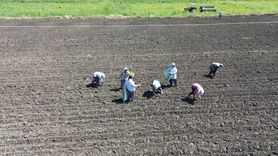 Bafra Ovası'nda Kışlık Sebze Fidesi Dikimi Başladı