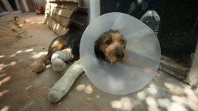 Balıkesir Sındırgı'da Deprem Sonrası Yaralı Köpek Tedavi Edildi