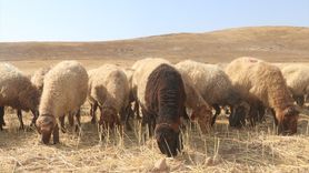 Batman'da Tarım ve Hayvancılık Dengesi