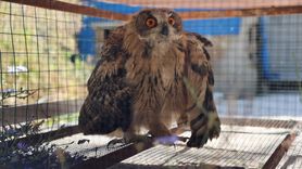 Bayburt'ta Yaralı Puhu Tedavi Altına Alındı