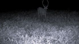 Bilecik'te Yaban Hayatı Fotokapanla Belgelendi