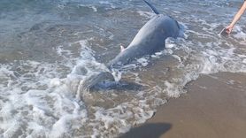 Bodrum Sahilinde Yavru Yunus Ölü Olarak Bulundu