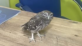 Bolu'da Yaralı Baykuş Yavrusuna Şefkat Eli