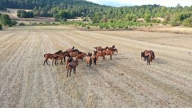 Bolu Dağı'nda Yılkı Atları ve Tayları Görüntülendi