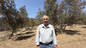 Çanakkale'deki Orman Yangını Zeytinliği Teğet Geçti