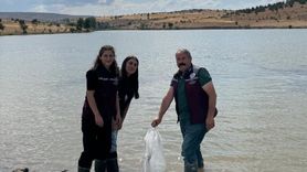 Çankırı'da Sazan Yavrusu Bırakıldı