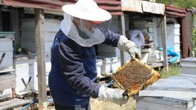 Çubuk'ta Çiçek Balı Hasadı Başladı