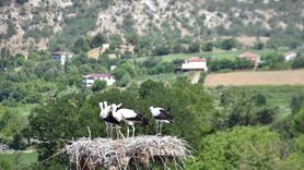 Cuma Ovası'nda Leylek Göçü Gecikti