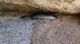 Datça'da Fok İçin Güvenlik Şeridi Oluşturuldu