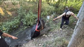 Düzce'de İneğin Kurtuluşu: İtfaiye Ekipleri Başarıyla Müdahale Etti