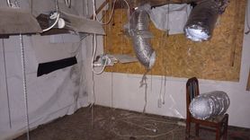 Düzce'de Kenevir Yetiştiren Şüpheli Gözaltına Alındı