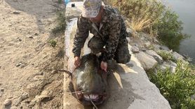 Edirne'de 2,5 Metrelik Balık Avlandı