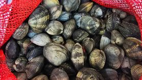 Edirne'de 650 Kilogram Kaçak Kum Midyesi Ele Geçirildi