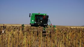 Edirne'de Ayçiçeği Hasadı ve Kuraklıkla Mücadele Projesi